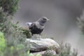 Ring ouzel, Turdus torquatus