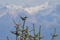 Ring ouzel Turdus torquatus Switzerland Swiss alps thrush family Turdidae.