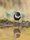 Ring Ouzel with water reflections