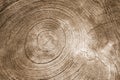 Ring pattern on a cut surface of an old dried wood stump Royalty Free Stock Photo