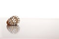 Ring with pearls Royalty Free Stock Photo