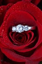 Ring in red rose petals Royalty Free Stock Photo