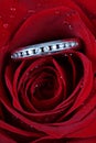 Ring in red rose petals Royalty Free Stock Photo