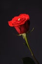 Ring in a red rose wrom black background Royalty Free Stock Photo