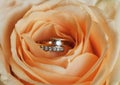 Ring in rose Royalty Free Stock Photo
