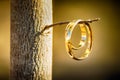 Ring shot on the twig Royalty Free Stock Photo