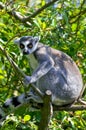 Ring tail lemur Royalty Free Stock Photo