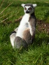 Ring tail lemur Royalty Free Stock Photo