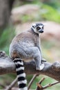 Ring Tail Lemur Royalty Free Stock Photo