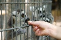 Ring-tail Lemur feed time