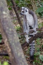 Ring Tail Lemur On The Lookout