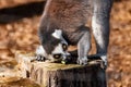 Ring tail Lemur - part of the prosimian family Royalty Free Stock Photo