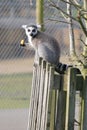 Ring tail lemur sitting on a fence Royalty Free Stock Photo