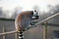 Ring tail lemur sitting on some rope Royalty Free Stock Photo