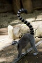 The ring tail lemur is walking Royalty Free Stock Photo