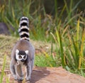 Ring Tail Lemur Royalty Free Stock Photo