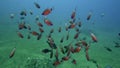Ring-tailed cardinalfish Apogon aureus, Spotted hawkfish Cirrhitichthys aprinus, Yellow chromis Chromis analis