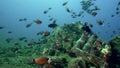 Ring-tailed cardinalfish Apogon aureus, Spotted hawkfish Cirrhitichthys aprinus, Yellow chromis Chromis analis