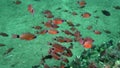 Ring-tailed cardinalfish Apogon aureus, Spotted hawkfish Cirrhitichthys aprinus, Yellow chromis Chromis analis