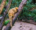 Ring tailed coati climbing in a tree, tropical raccoon from America
