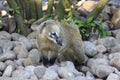 Ring Tailed Coati - Marwell Zoo Royalty Free Stock Photo