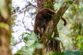 Ring-Tailed Coati (Nasua nasua rufa) climbing downa steep branch, taken in Costa Rica