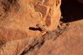 Ring tailed dragon on a red rock in the Kings Canyon, Australia Royalty Free Stock Photo