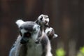 Ring tailed female lemur with baby on back
