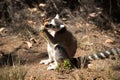 ring-tailed gray lemur in natural environment Madagascar.Close-up, cute primate Royalty Free Stock Photo