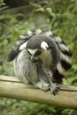 Ring Tailed Leamur Royalty Free Stock Photo