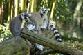 Ring-tailed Lemur Royalty Free Stock Photo