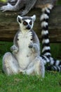 Ring-tailed Lemur Royalty Free Stock Photo