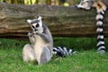 Ring-tailed Lemur Royalty Free Stock Photo