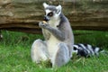 Ring-tailed Lemur Royalty Free Stock Photo