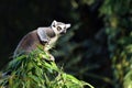 Ring-tailed Lemur Royalty Free Stock Photo