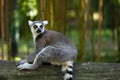 Ring-tailed Lemur Royalty Free Stock Photo