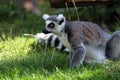 Ring-tailed Lemur Royalty Free Stock Photo