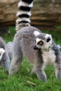 Ring-tailed Lemur Royalty Free Stock Photo