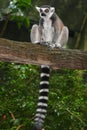 Ring-tailed Lemur Royalty Free Stock Photo