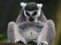 Ring-tailed Lemur Royalty Free Stock Photo