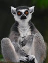 Ring-tailed Lemur Royalty Free Stock Photo