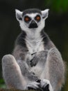 Ring-tailed Lemur