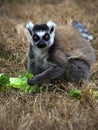 Ring-Tailed Lemur Royalty Free Stock Photo
