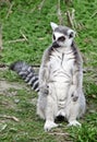 Ring tailed lemur