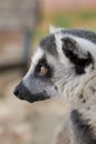 Ring-tailed Lemur