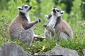 Ring-tailed Lemur