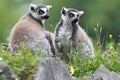 Ring-tailed Lemur