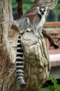 Ring-tailed Lemur Royalty Free Stock Photo