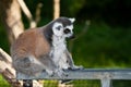 Ring-tailed Lemur Royalty Free Stock Photo