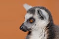 Ring-tailed lemur Royalty Free Stock Photo